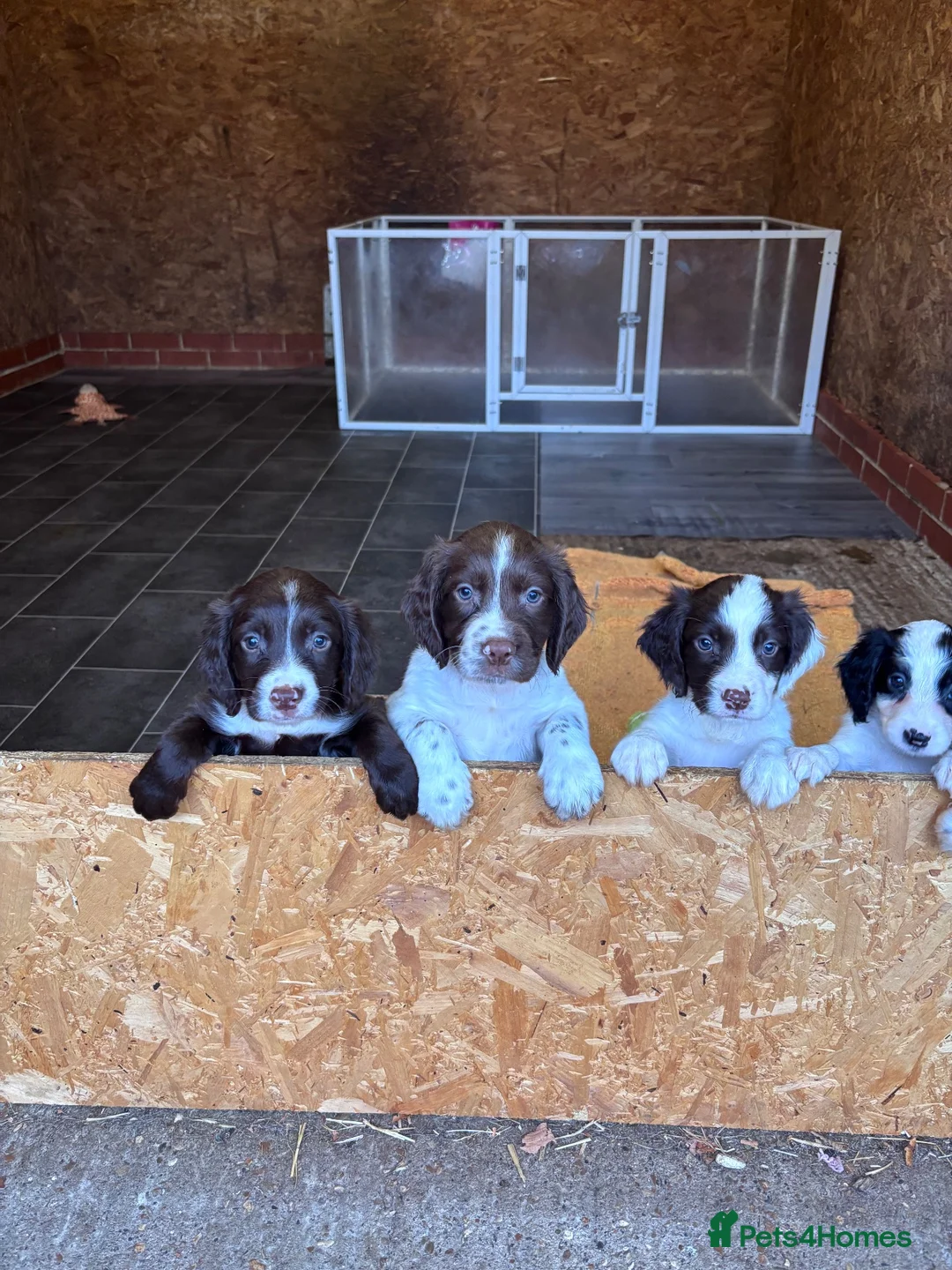 Sprocker dogs for sale: 7 beautiful spaniel puppies for sale in Woking - Advert 12