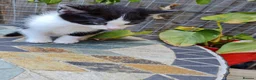 Mixed Breed cats for sale: Beautiful Plush, Fluffy Kittens - RAGBRITS CROSS - Advert 30