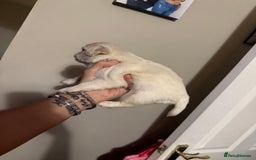 Pug dogs for sale: fluffy pug puppies  - Advert 10