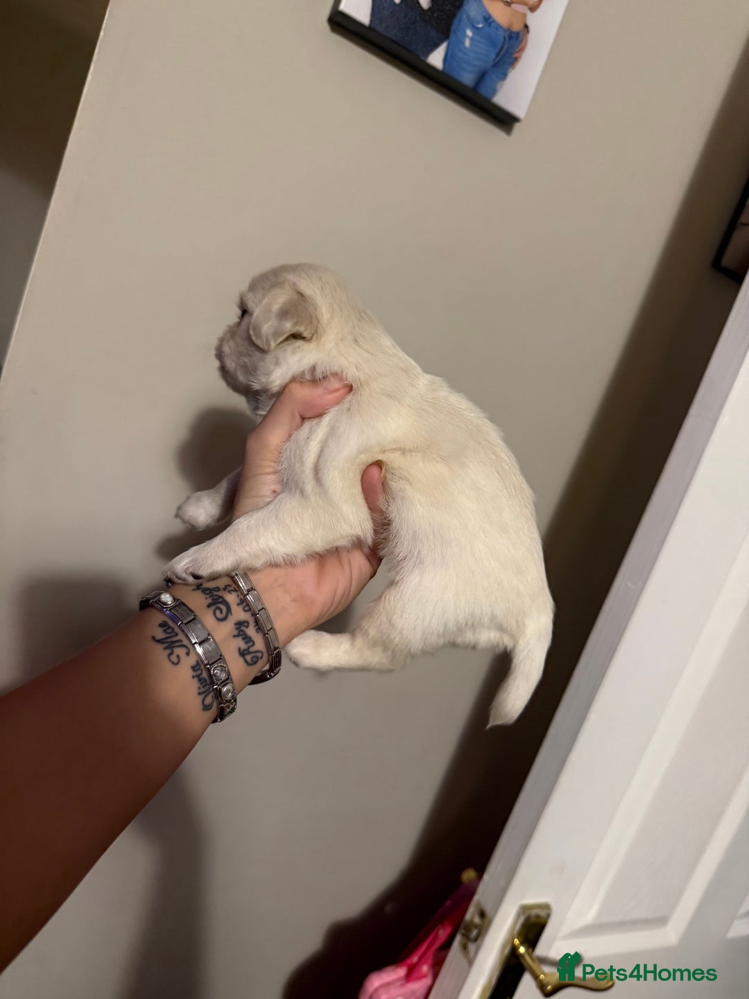 Pug dogs for sale: fluffy pug puppies  - Advert 10