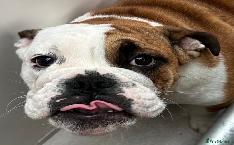 English Bulldog dogs - Advert 2