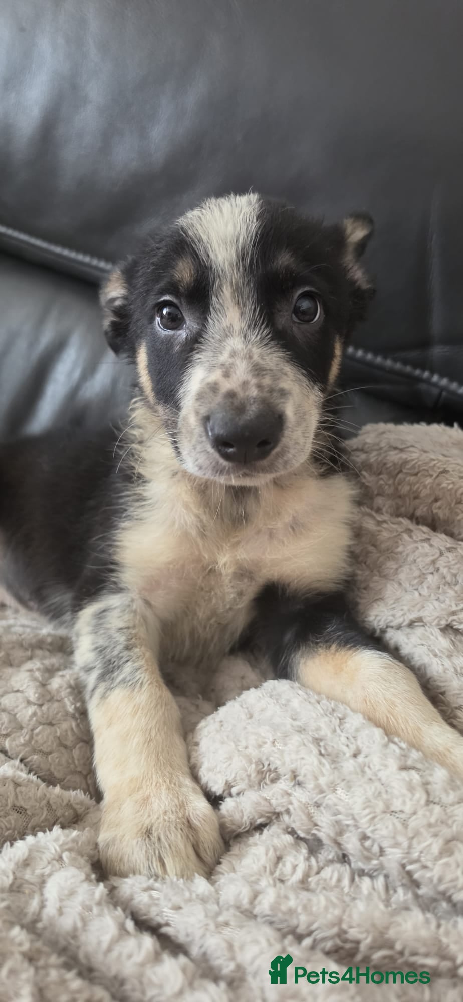 Border Collie dogs 2 x Male Border Collie Pups  - Advert 12