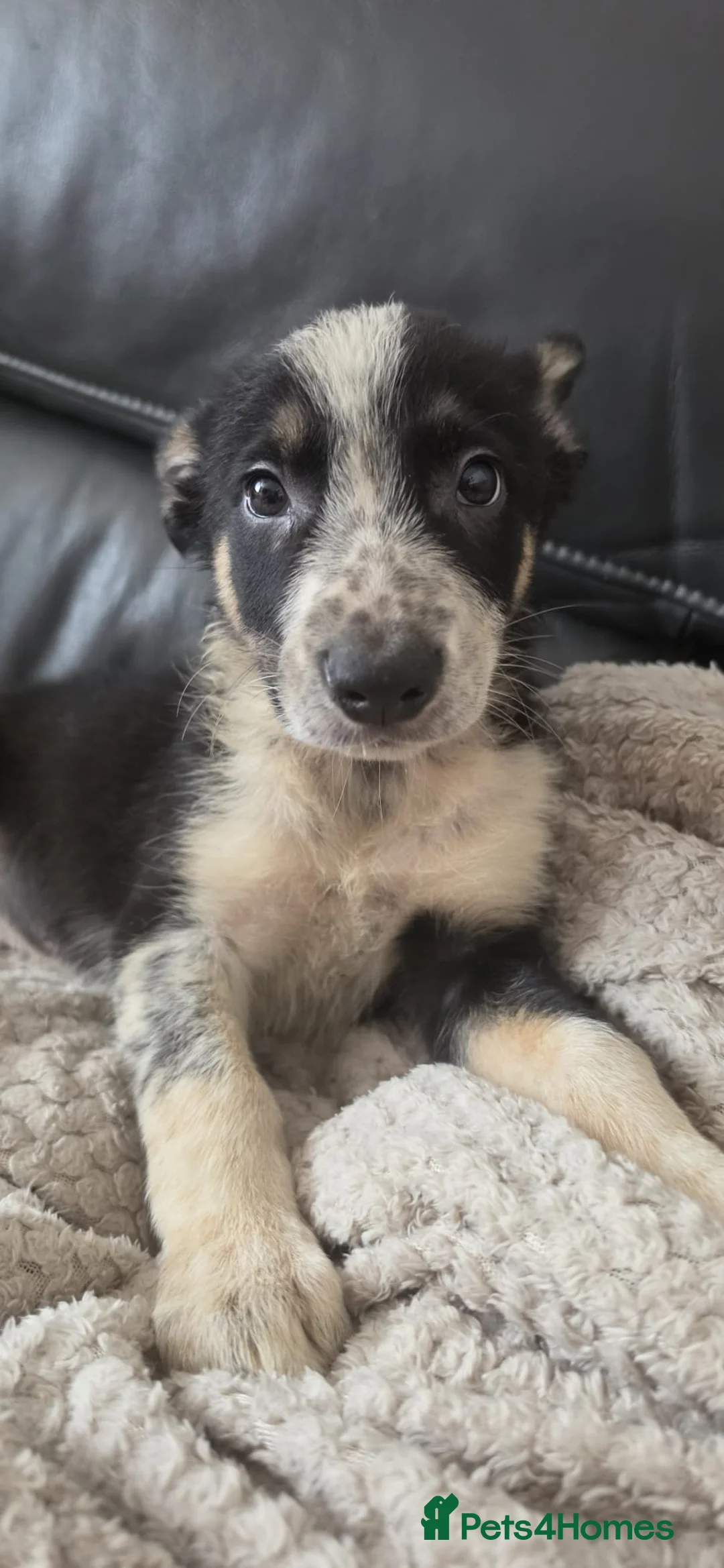 Border Collie dogs for sale: 2 x Male Border Collie Pups  - Advert 1