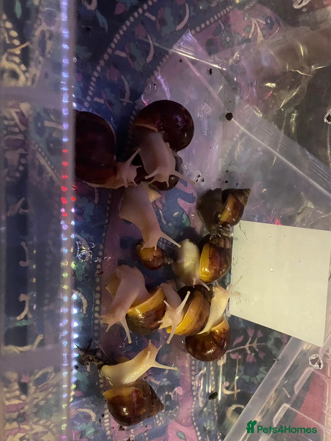 Snails invertebrates for sale: Giant African land snails  - Advert 4