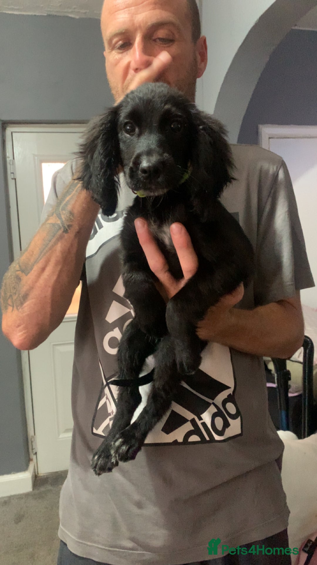 Cocker Spaniel dogs for sale: 3 cocker spaniel girls - Image 4