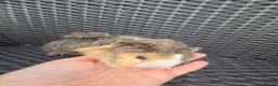 Guinea Pig rodents for sale: Half Peruvian semi long hair girl - Advert 3