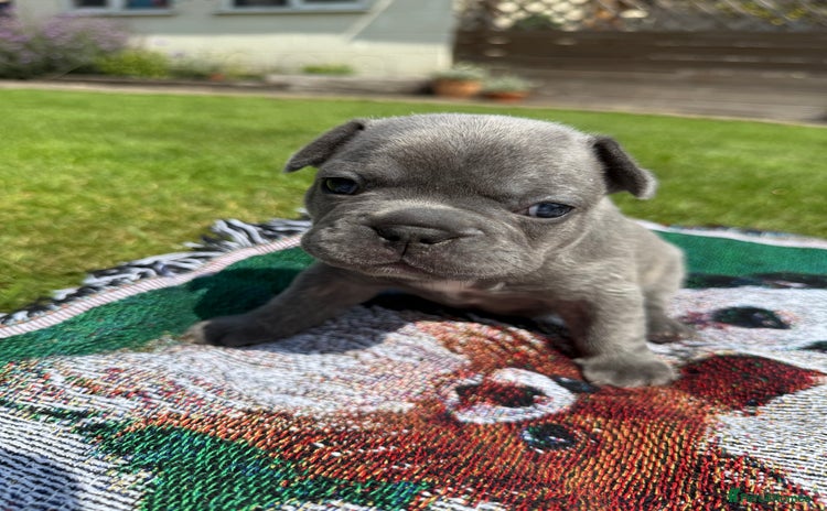 French Bulldog dogs - Advert 5