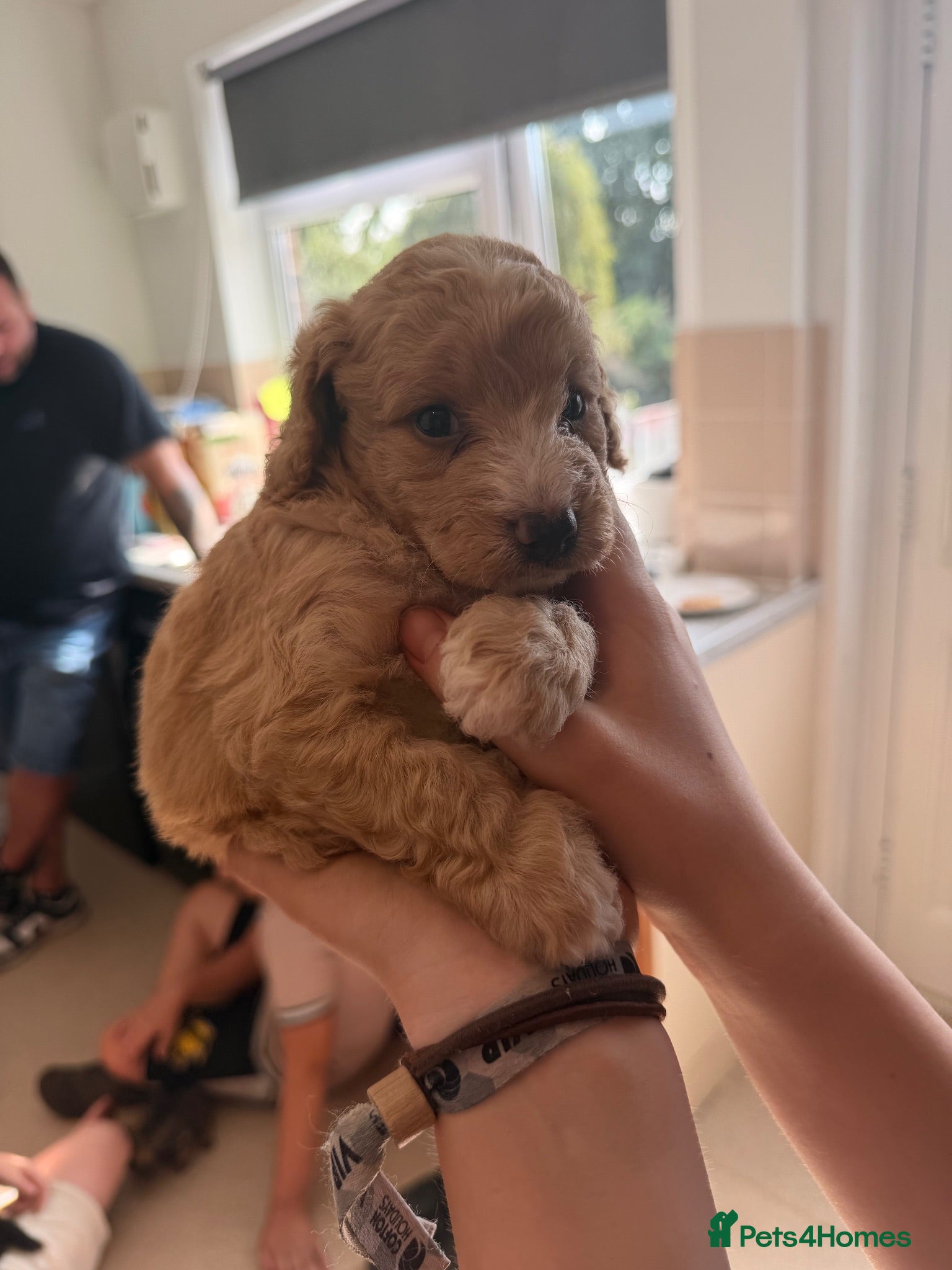 Schnoodle dogs Toy poodle x mini schnauzer - Advert 1