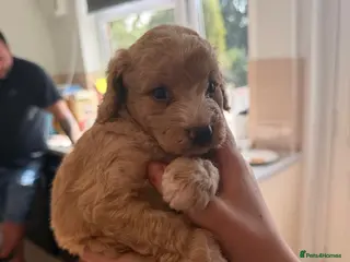 Schnoodle dogs Toy poodle x mini schnauzer - Advert 1