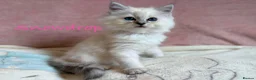 Persian cats for sale: Absolutely beautiful Persian/ragdoll Kittens - Advert 17