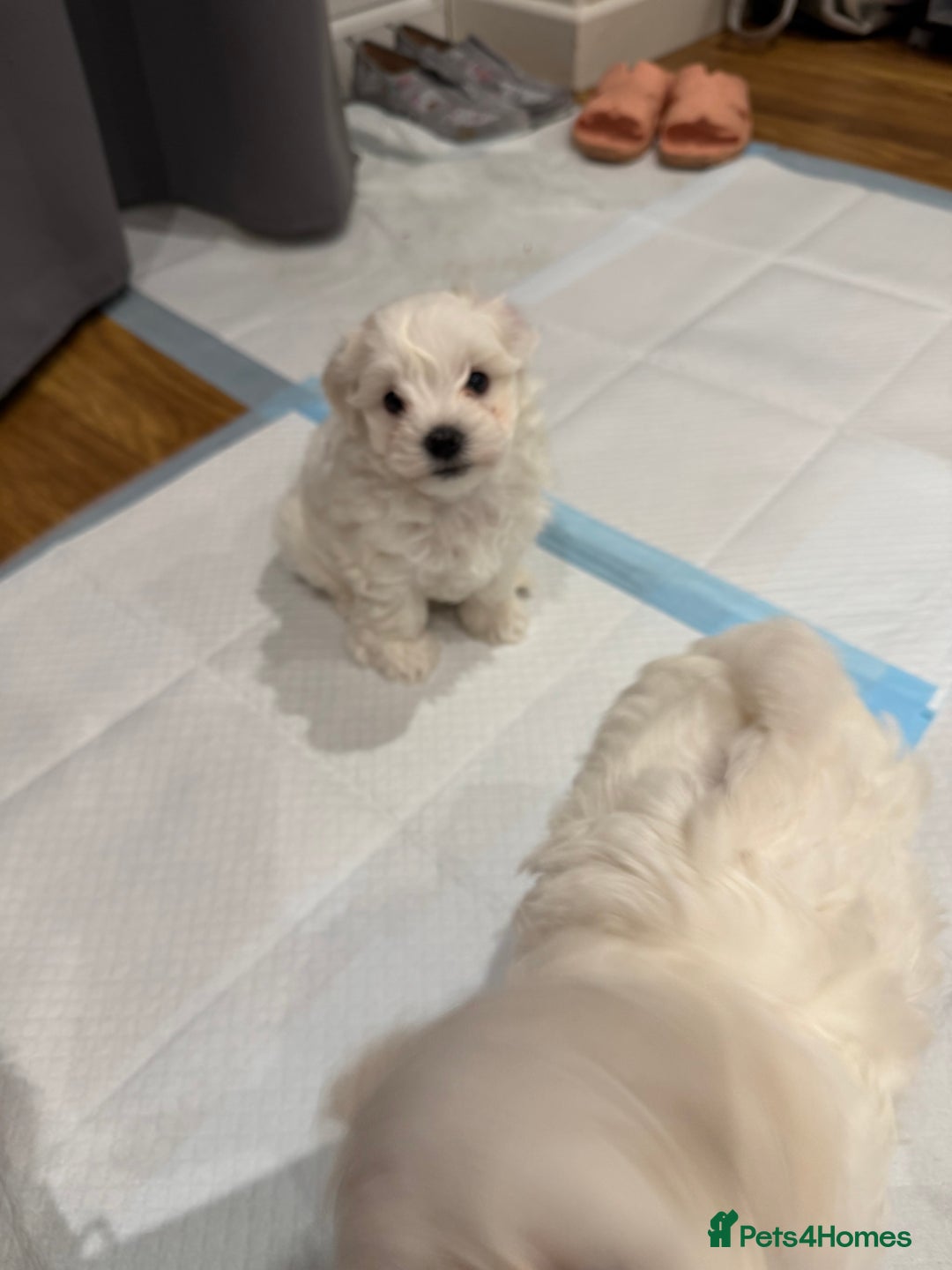 Maltese dogs for sale: Gorgeous Maltese puppies  - Advert 30
