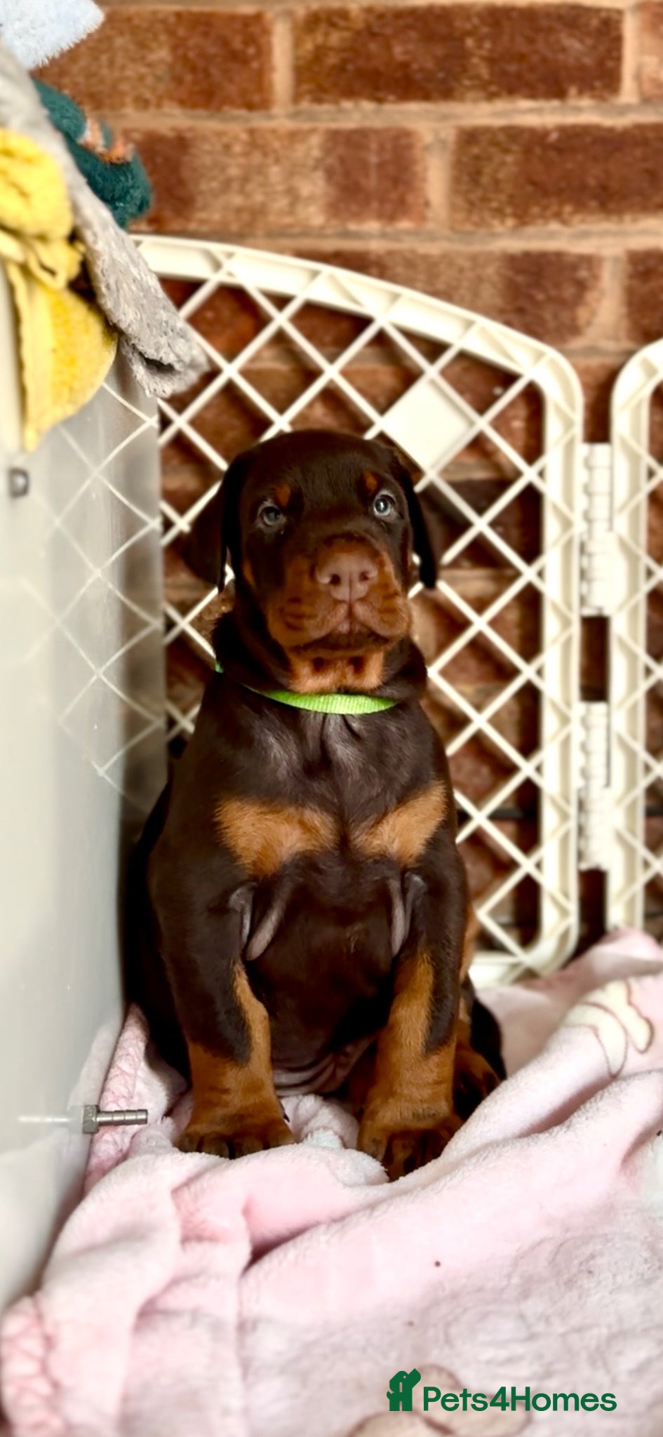 Dobermann dogs Large full European Doberman jab puppies - Advert 1