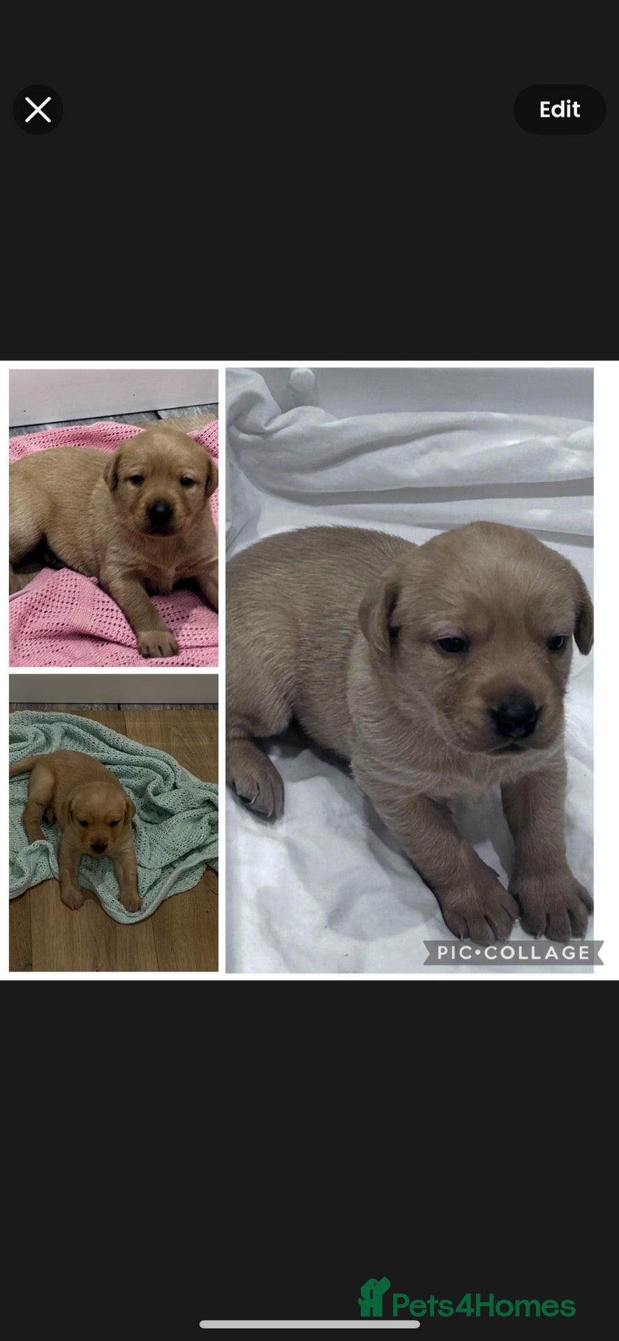 Labrador Retriever dogs Labrador puppies kc reg  - Advert 5