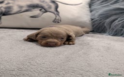 Miniature Dachshund dogs for sale: Adorable little of miniature daschunds  - Image 12