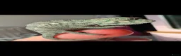 Chameleon reptiles for sale: Baby melon the chameleon  in Coventry - Advert 1