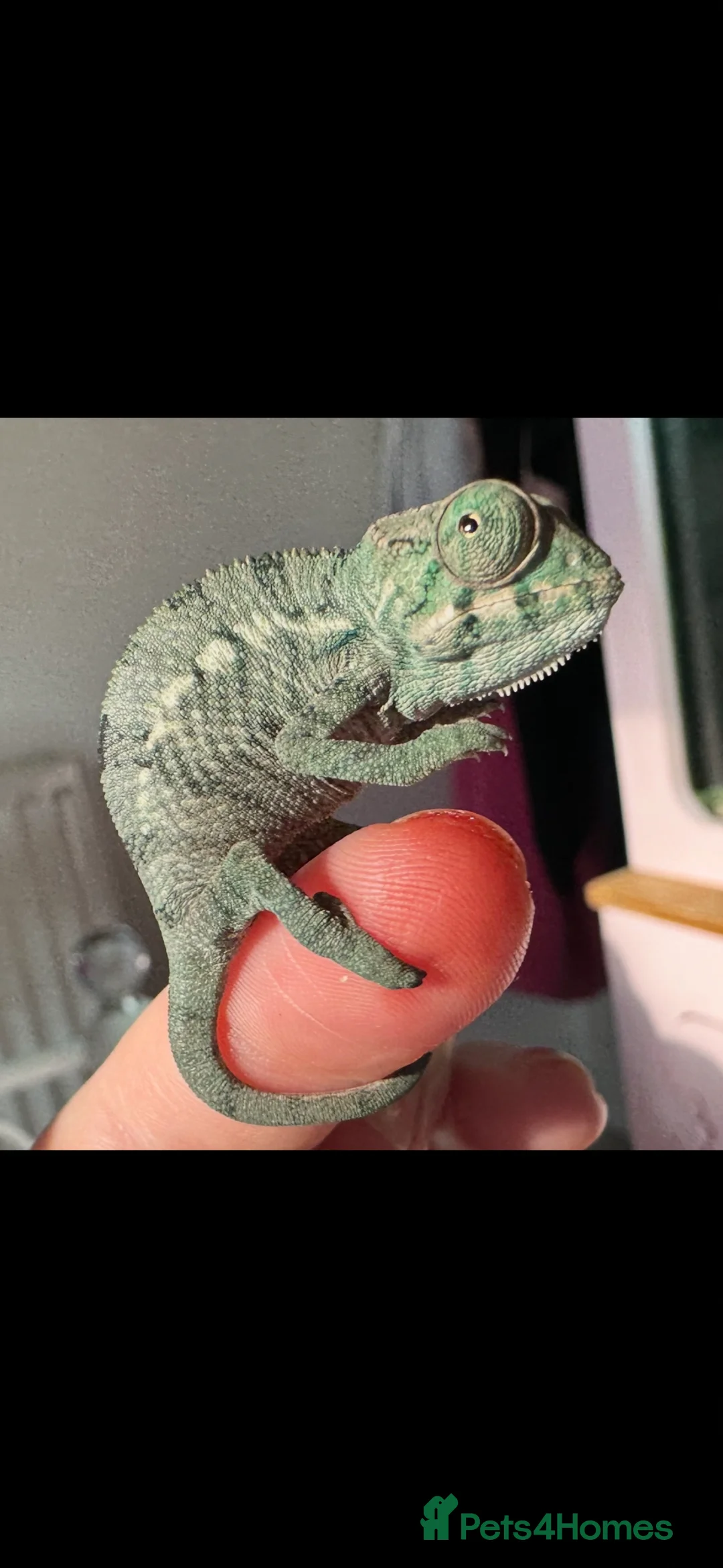 Chameleon reptiles for sale: Baby melon the chameleon  in Coventry - Advert 1