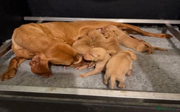 Hungarian Vizsla dogs for sale: KC Reg Hungarian Vizsla Pups Health Tested Parents - Image 3