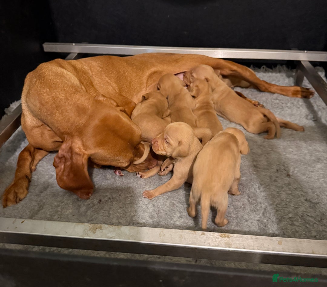 Hungarian Vizsla dogs for sale: KC Reg Hungarian Vizsla Pups Health Tested Parents - Image 3