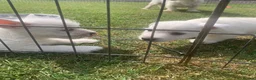 West Highland Terrier dogs for sale: 2 Westie Boys  - Advert 11