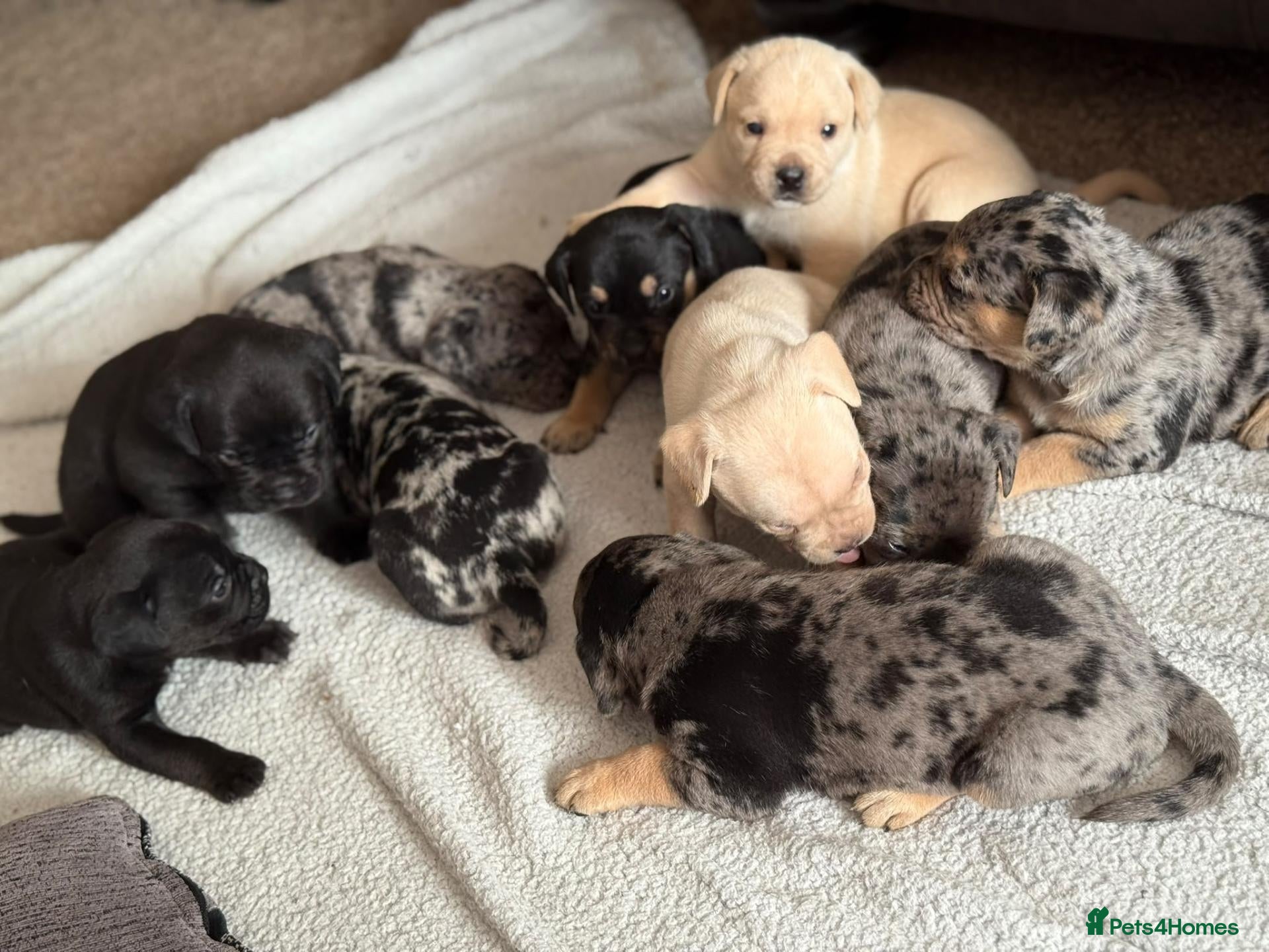 Mixed Breed dogs Merle French bulldog x labrador x - Advert 10