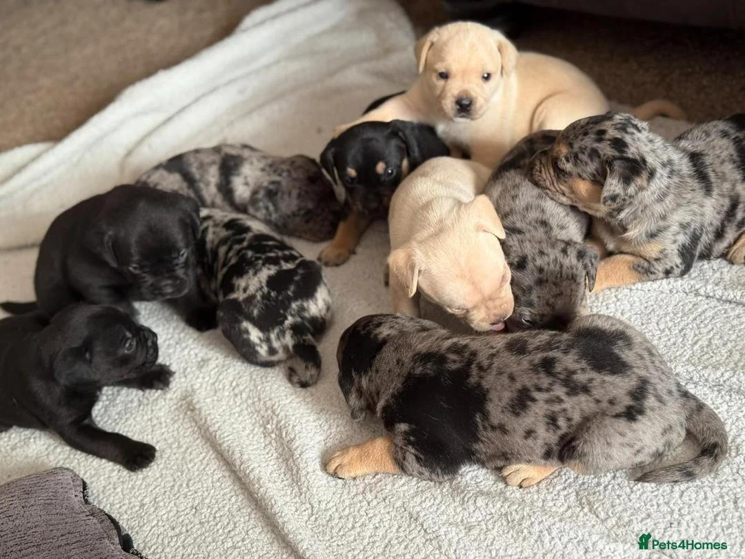 Mixed Breed dogs for sale: Merle French bulldog x labrador x - Advert 1