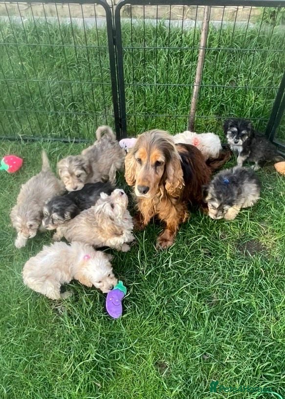 Cockapoo dogs for sale: ⭐️Beautiful Minature Cockapoos⭐️ - Advert 10