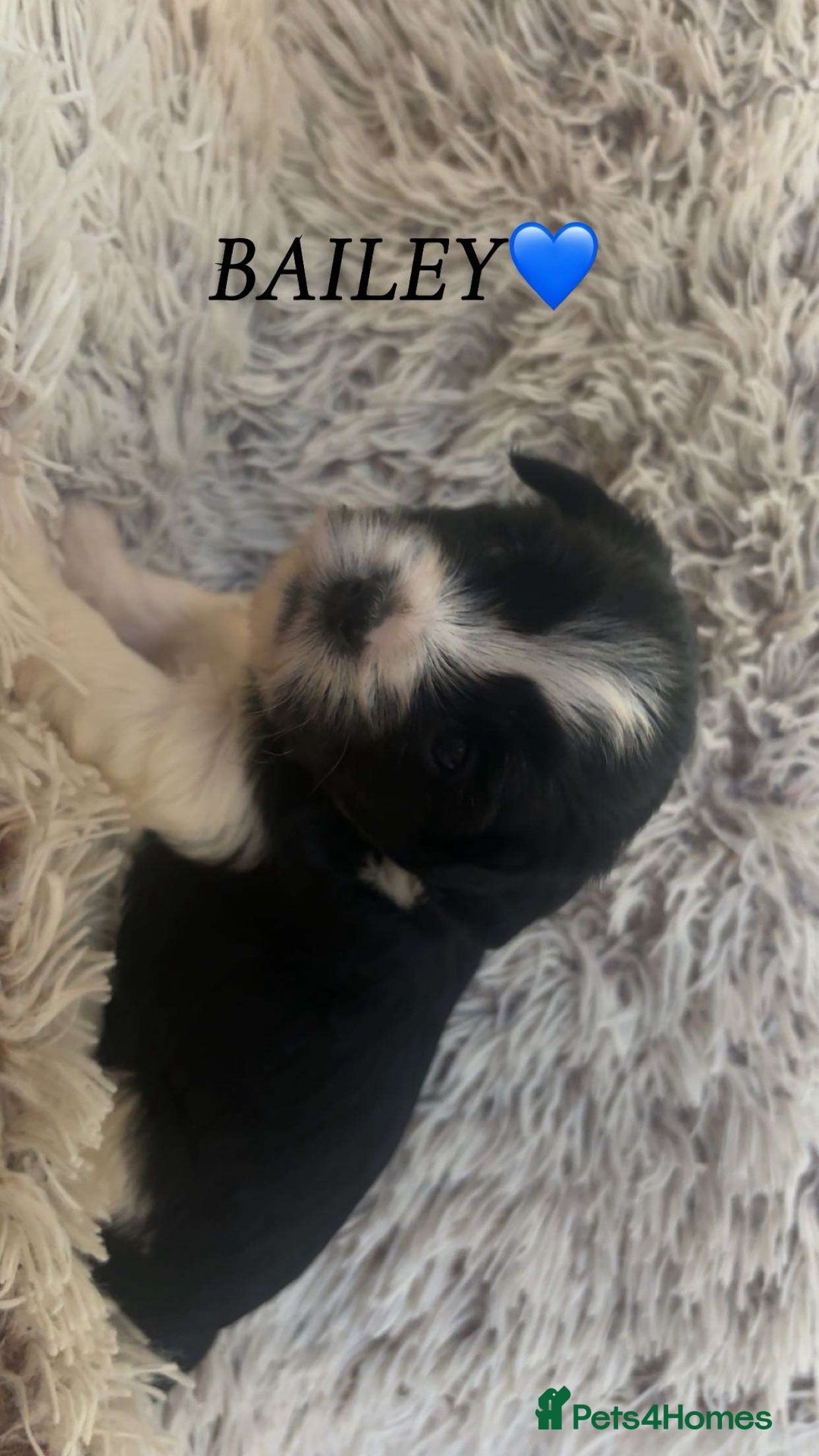 Yorkshire Terrier dogs for sale: Beautiful Yorkshire terrier puppies - Image 3