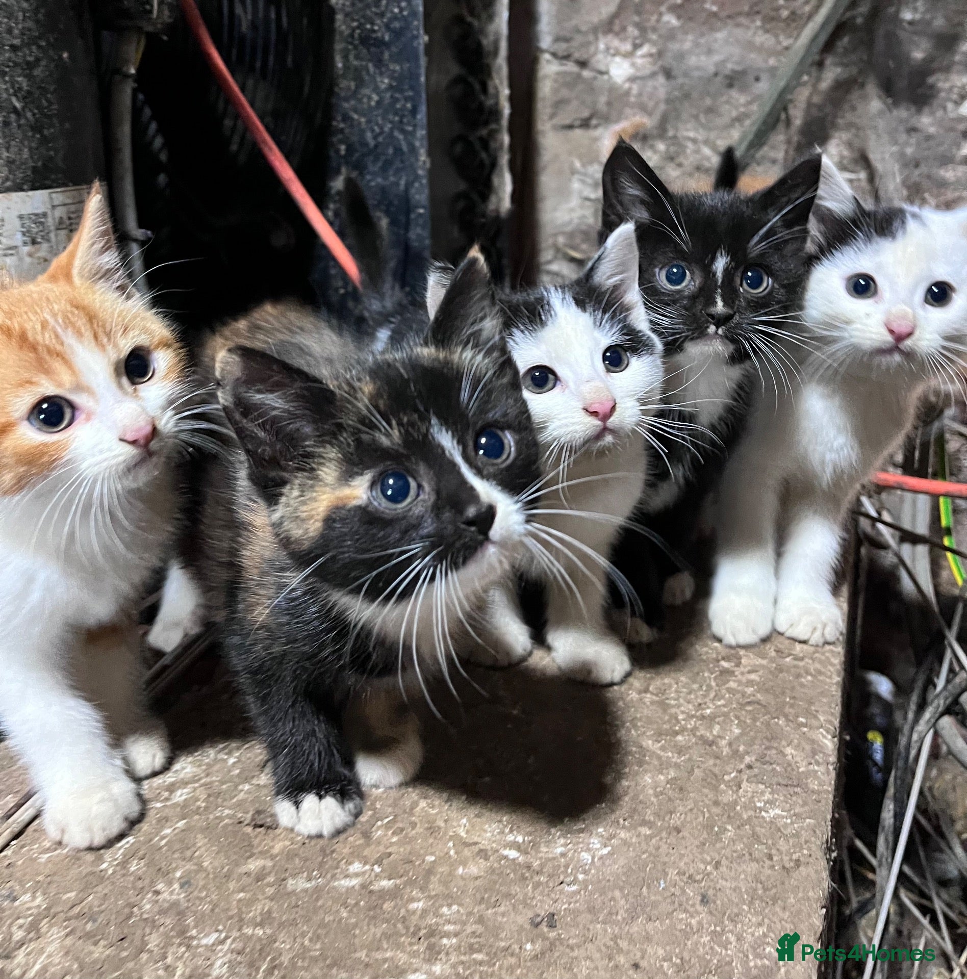 Mixed Breed cats Adorable playful farm kittens - Advert 1