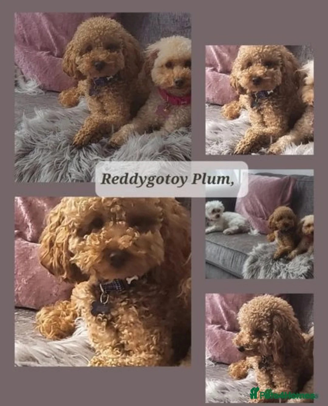 Toy Poodle dogs for stud:  stud toy poodle, KC reg and DNA tested and clear in Gloucester - Advert 5