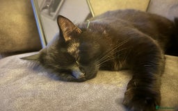 British Longhair cats for sale: Free 2 y/o cat - Image 4