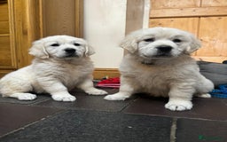 Golden Retriever dogs for sale: Out of DNA tested, kind & Champion bloodlines - Image 13