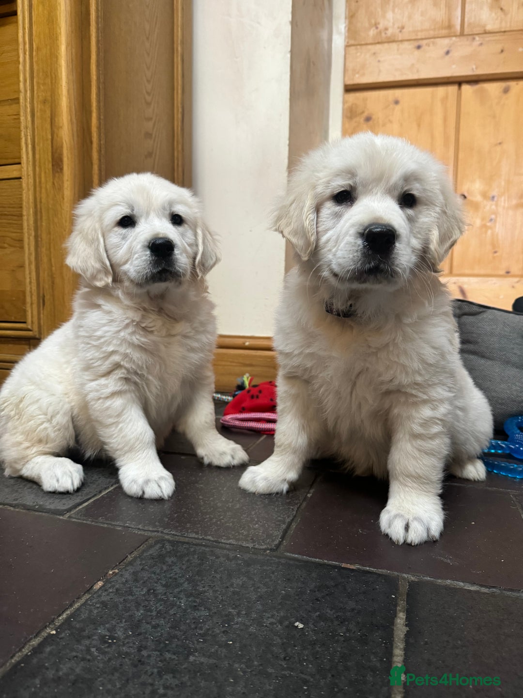 Golden Retriever dogs for sale: Out of DNA tested, kind & Champion bloodlines - Image 13