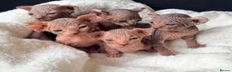 Sphynx cats for sale: ✨ tiny Canadian Sphynx elves ✨ - Advert 1