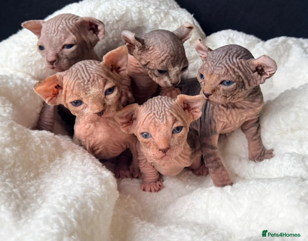 Sphynx cats for sale: ✨ tiny Canadian Sphynx elves ✨ - Advert 1