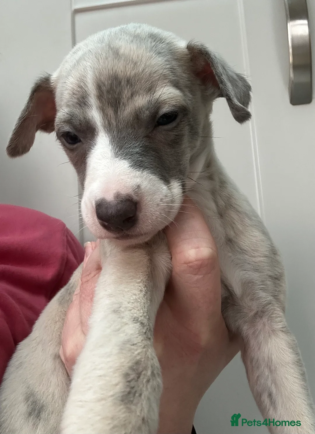 Whippet dogs for sale: Whippet Puppies - Advert 8