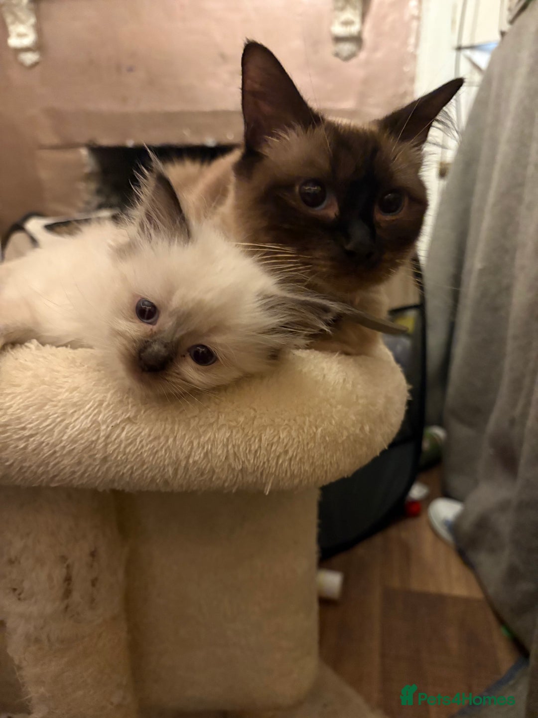 Ragdoll cats for sale: 3 Stunning Ragdoll boys - Image 12