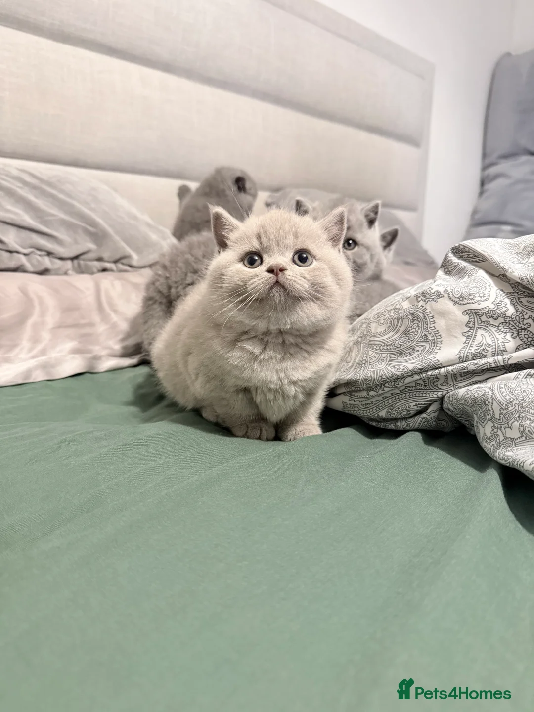 British Shorthair cats for sale: British Shorthair Kittens in Northolt - Advert 4
