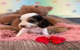 Cocker Spaniel dogs for sale: Beautiful cocker spaniels DNA clear  - Image 8