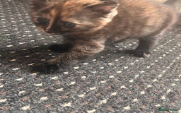 Mixed Breed cats for sale: 2 kittens  - Image 3