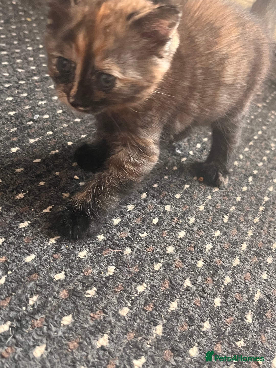 Mixed Breed cats for sale: 2 kittens  - Image 3