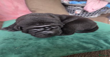 Shar Pei dogs - Advert 12