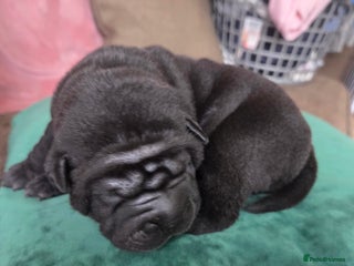 Shar Pei dogs - Advert 28