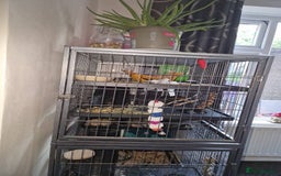Degus rodents for sale: Male degu - Image 2