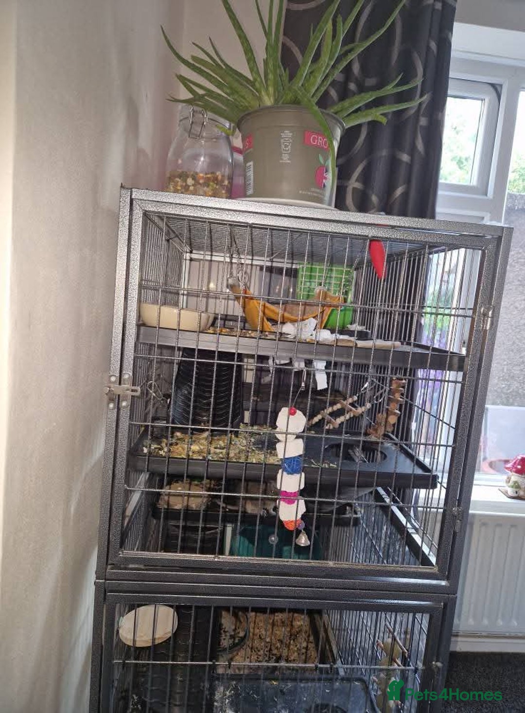 Degus rodents for sale: Male degu - Image 2