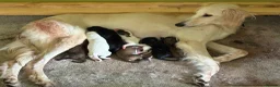 Mixed Breed dogs for sale: Whippet x Saluki Lurcher Pups For Sale in Hartlepool - Advert 10