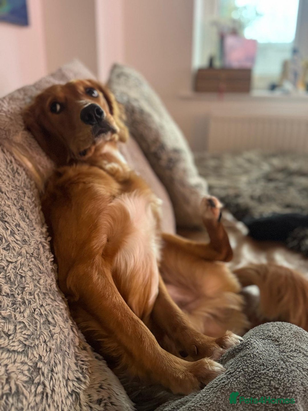 Mixed Breed dogs for sale: Lovely boy is looking for a new home - Advert 8