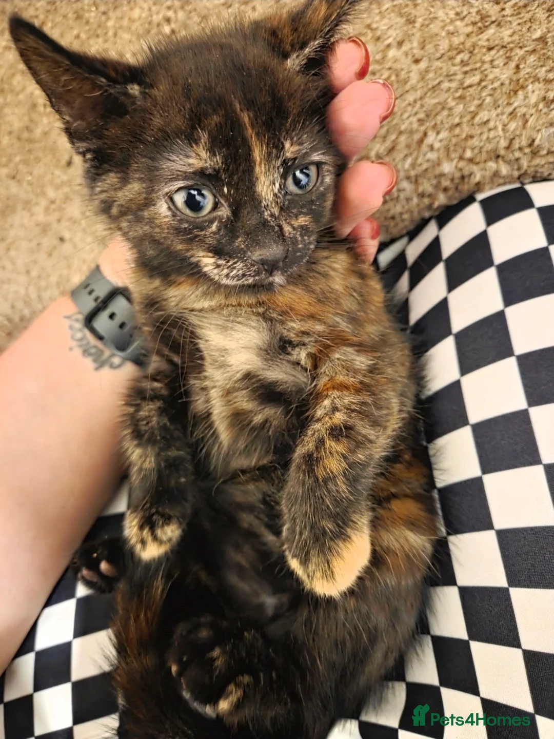 Mixed Breed cats for sale:  Beautiful Kittens Looking for Loving Homes - Advert 1