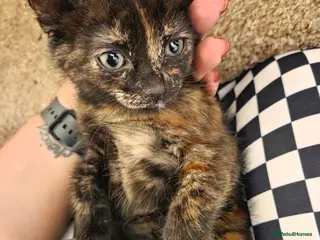 Mixed Breed cats Beautiful Kittens Looking for Loving Homes - Advert 19