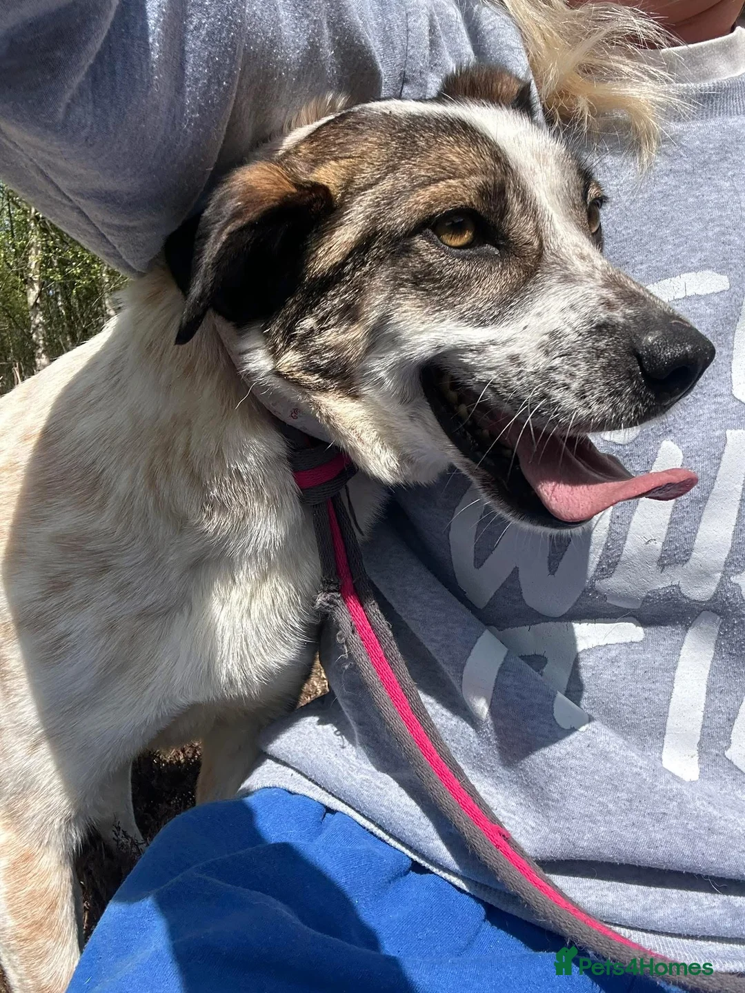 Mixed Breed dogs for adoption: Sherbet - Norwich Norfolk  in Norwich - Advert 18