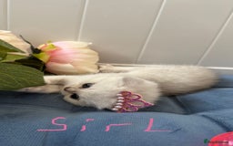 Scottish Fold cats for sale: 2 Scottish Girls  - Image 19